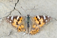 559 Vanessa cardui (Vanessa del cardo)